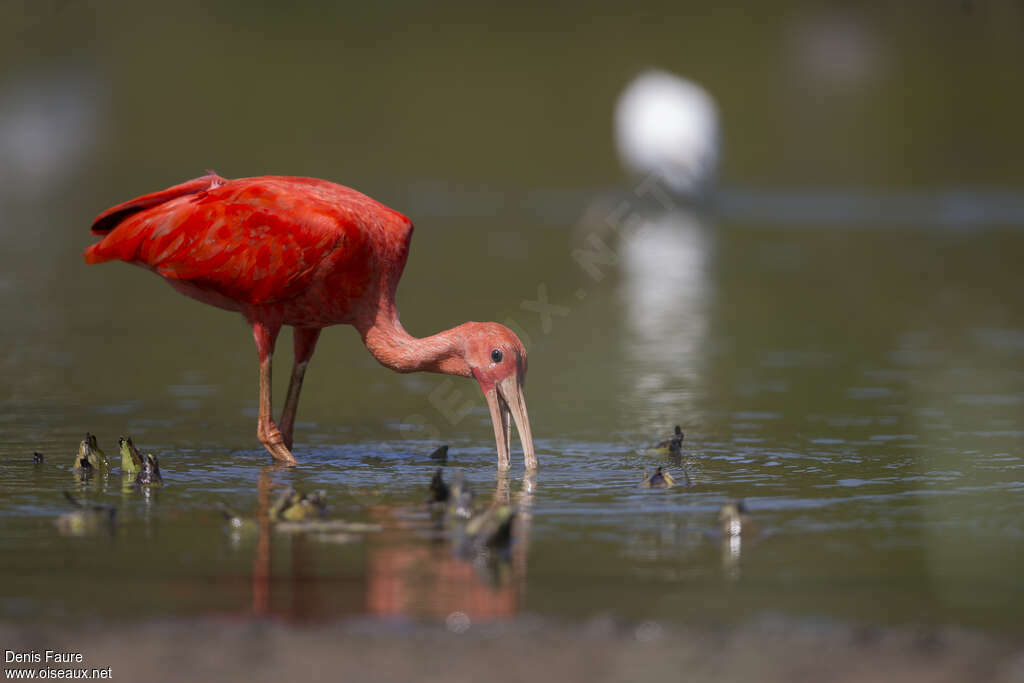 Ibis rougeadulte, marche, pêche/chasse