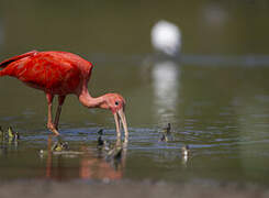 Scarlet Ibis