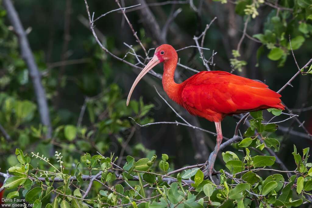 Ibis rougeadulte, identification