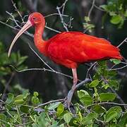 Ibis rouge