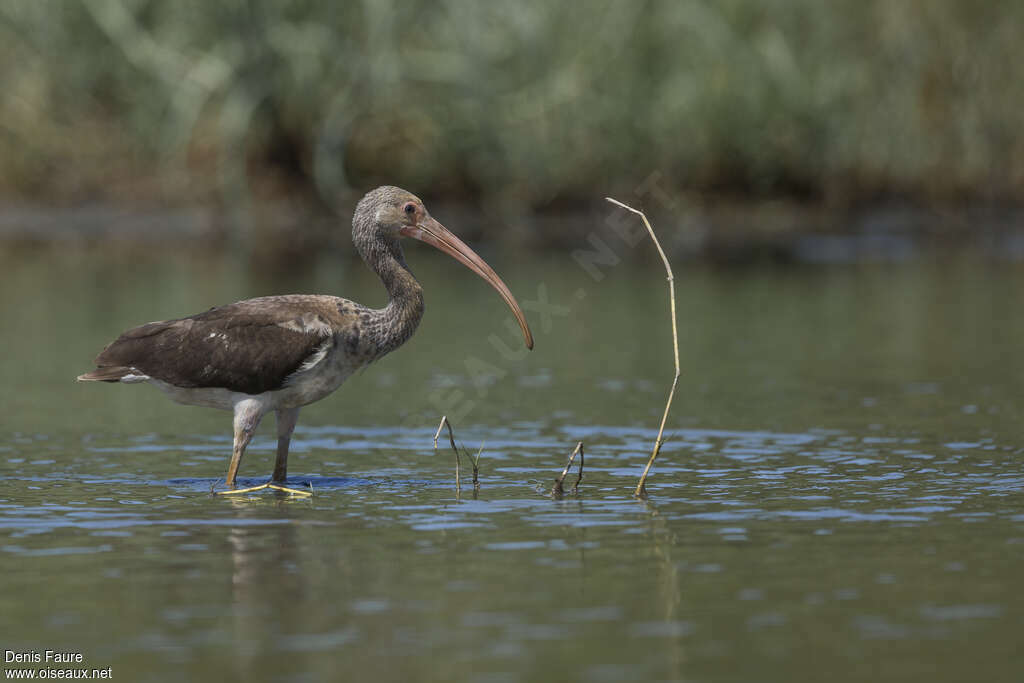 Ibis rougeimmature, identification, marche, mange