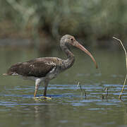 Ibis rouge