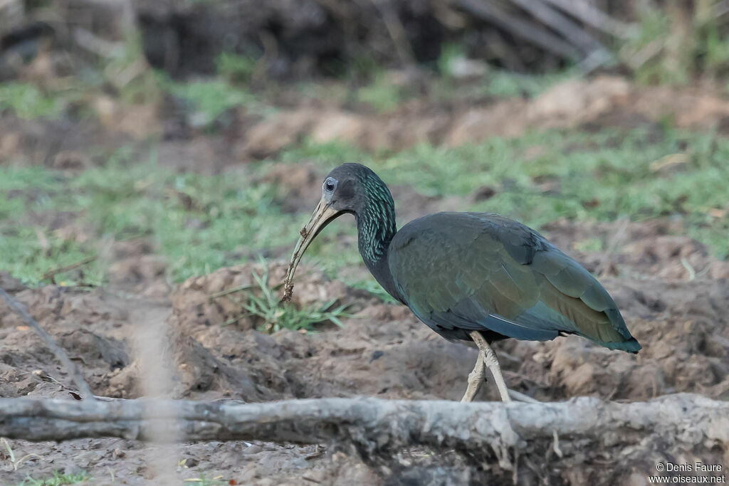 Ibis vertadulte