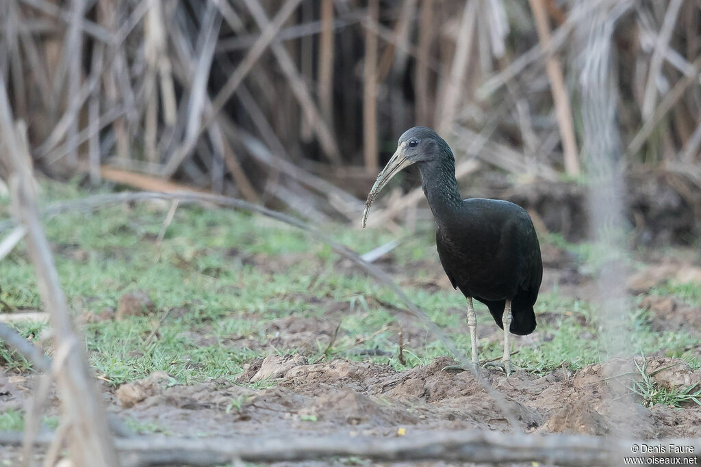 Ibis vertadulte