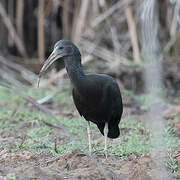 Green Ibis