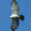 Aigle noir et blanc