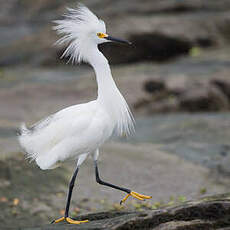 Aigrette neigeuse