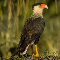 Caracara du Nord