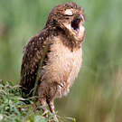 Chevêche des terriers