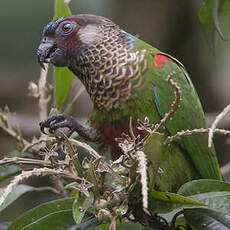 Conure versicolore