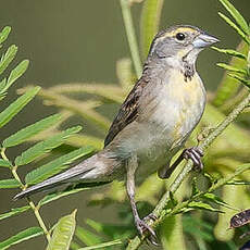 Dickcissel d'Amérique