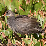 Gallinule d'Amérique