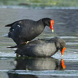 Gallinule d'Amérique