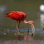 Ibis rouge