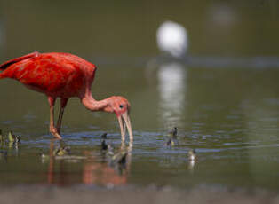 Ibis rouge