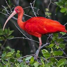 Ibis rouge