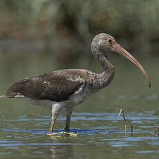 Ibis rouge