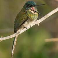 Jacamar à ventre blanc