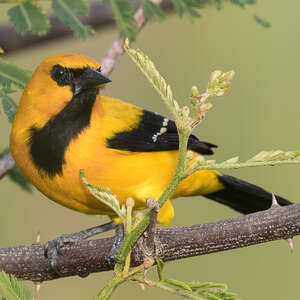 Oriole jaune