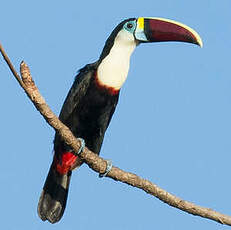 Toucan à bec rouge