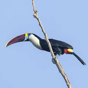 Toucan à bec rouge