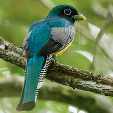 Trogon aurore