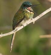 Bronzy Jacamar