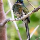 Jacamar à ventre blanc