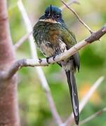 Bronzy Jacamar