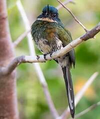 Jacamar à ventre blanc