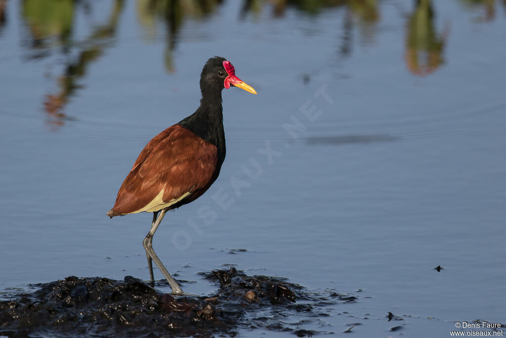 Jacana noiradulte