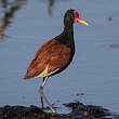 Jacana noir