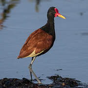 Wattled Jacana