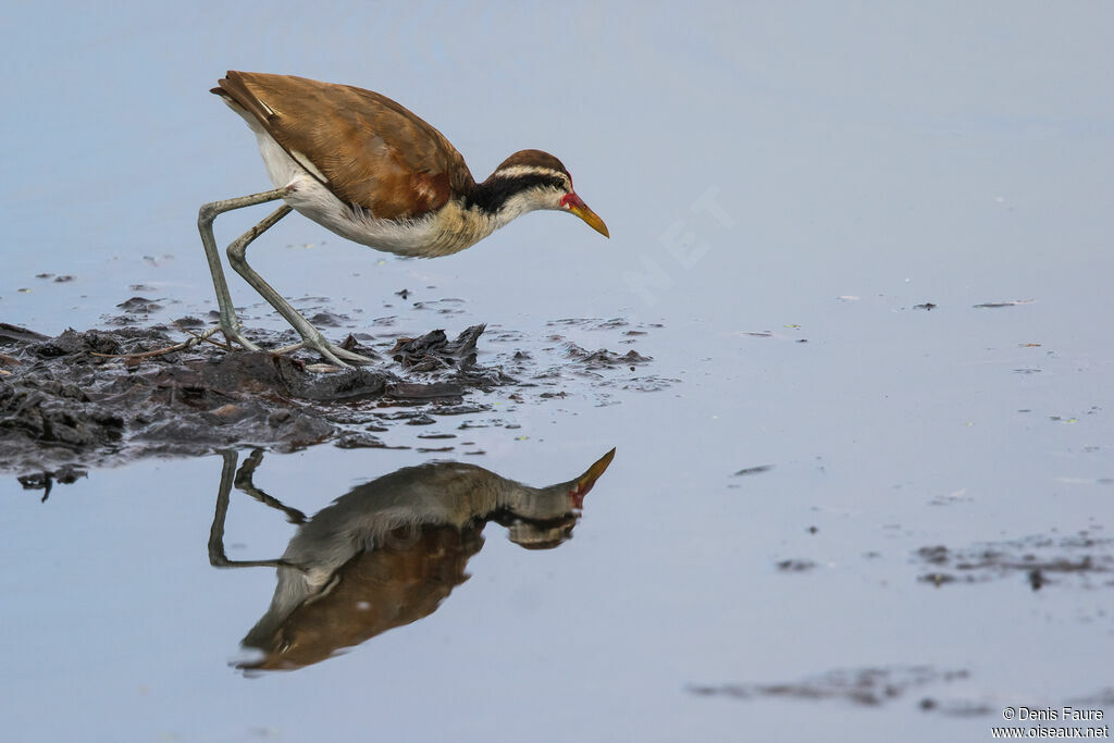 Jacana noirjuvénile