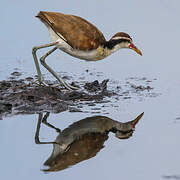 Wattled Jacana