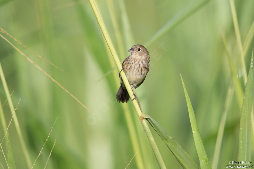 Blue-black Grassquit female adult, Flight, eats