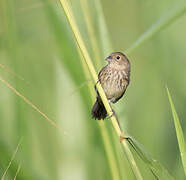 Blue-black Grassquit