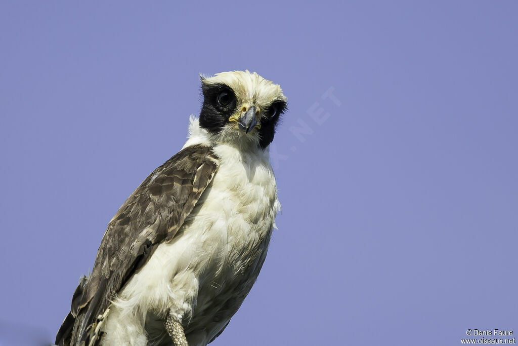 Laughing Falconadult