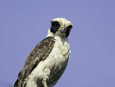 Laughing Falcon