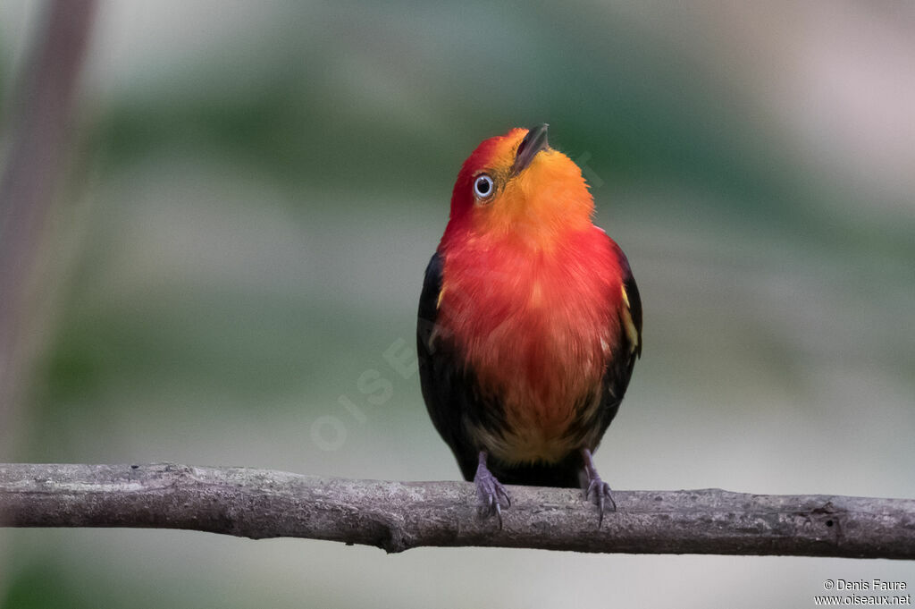 Crimson-hooded Manakinadult