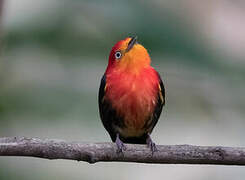 Crimson-hooded Manakin