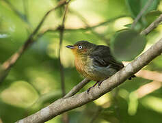 Crimson-hooded Manakin