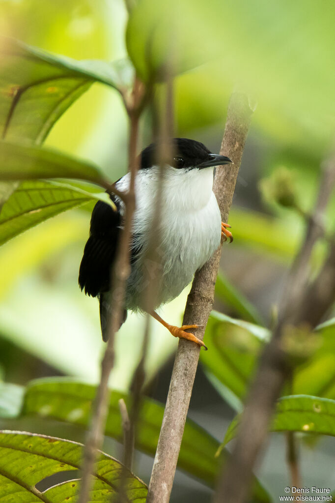 White-bearded Manakin male adult