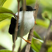 White-bearded Manakin