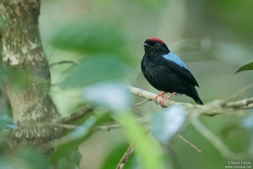 Blue-backed Manakin male adult