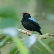 Blue-backed Manakin