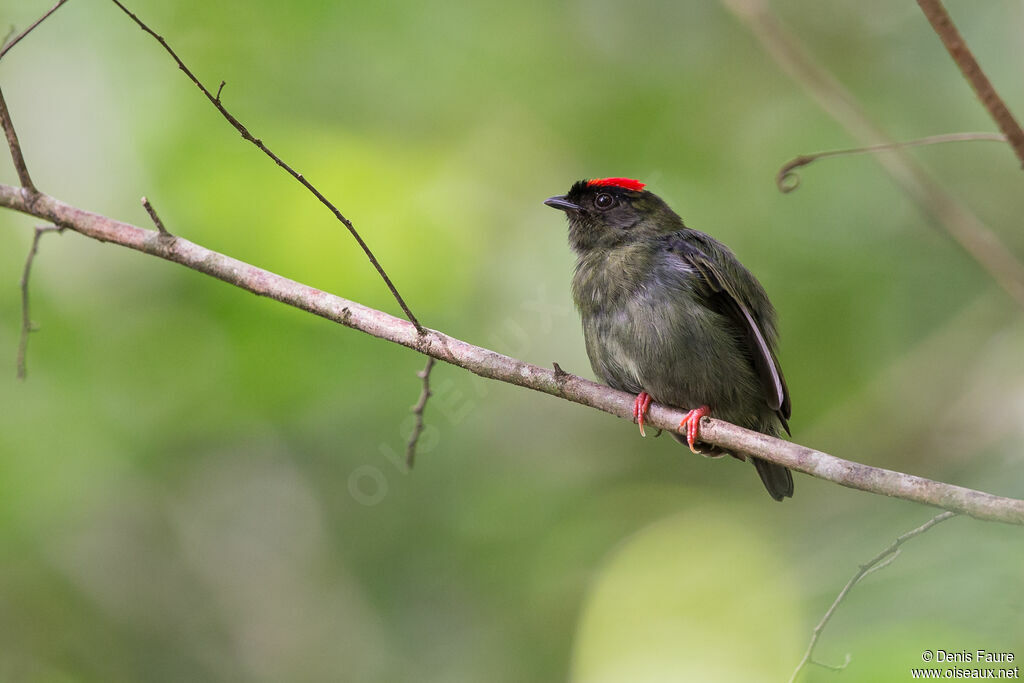 Manakin tijé mâle immature