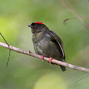 Blue-backed Manakin