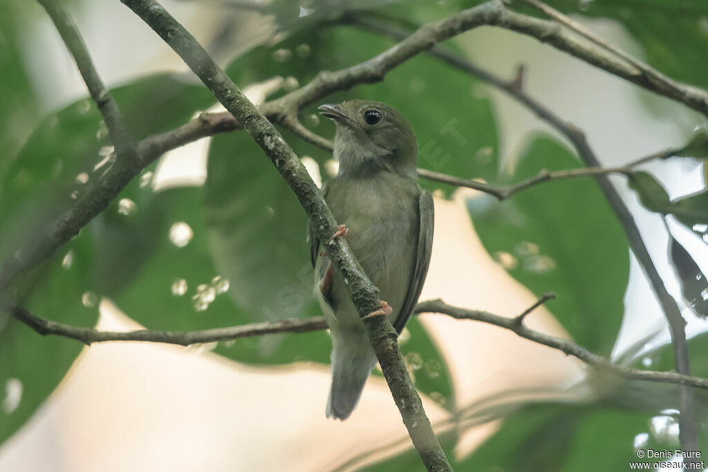 Blue-backed Manakin female adult