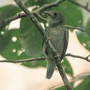 Blue-backed Manakin